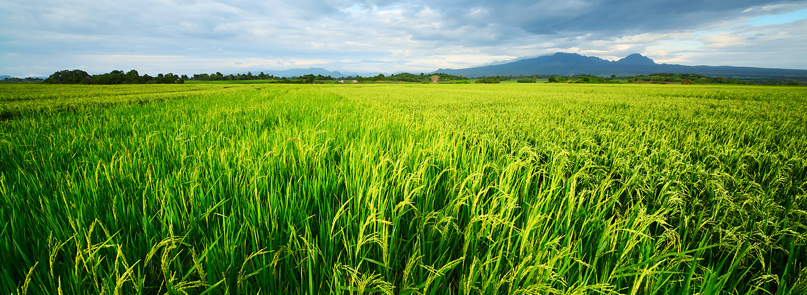 Công Ty Cổ phần Genta Thụy Sĩ