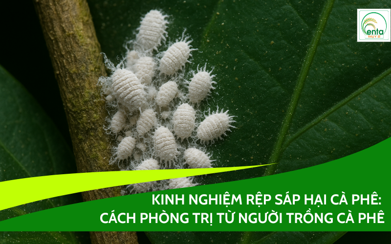 rep-sap-hai-ca-phe
