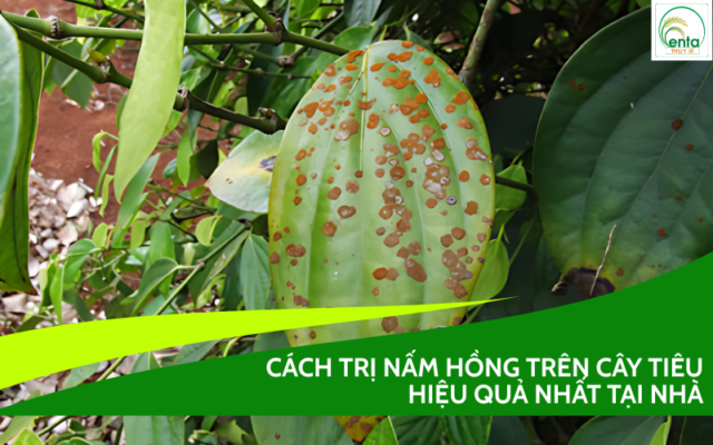 nam-hong-tren-cay-tieu