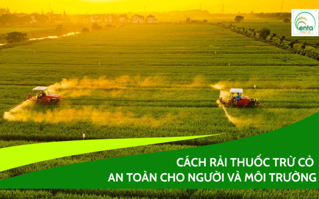 cach-rai-thuoc-tru-co