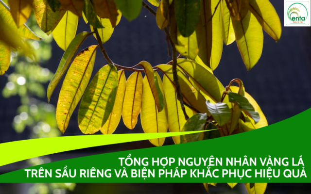 nguyen-nhan-vang-la-tren-sau-rieng