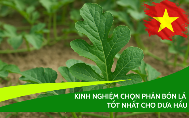 phan-bon-la-tot-cho-dua-hau