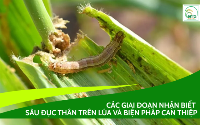 cac-giai-doan-cua-sau-duc-than-tren-lua