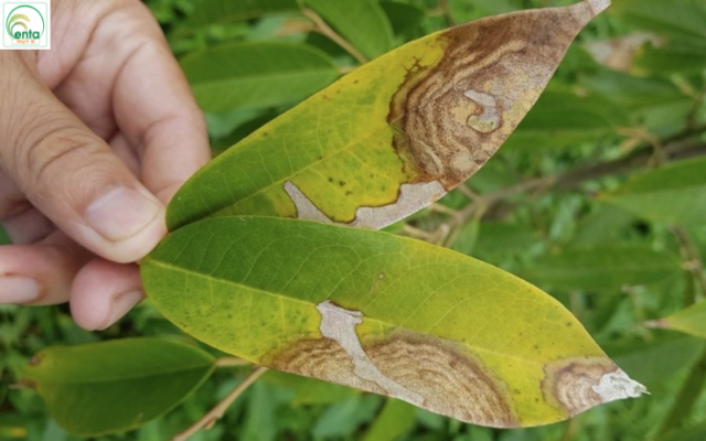 nguyen-nhan-vang-la-tren-sau-rieng