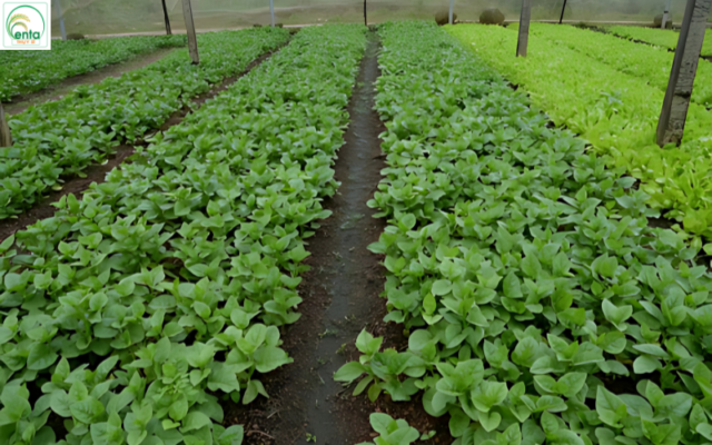 tieu-diet-nhen-do-hai-rau