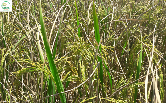 thuoc-tru-sau-cho-lua