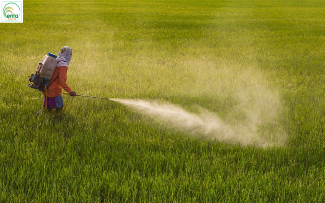 thuoc-tru-sau-cho-lua