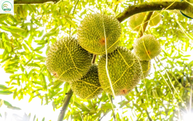 nguyen-nhan-vang-la-tren-sau-rieng