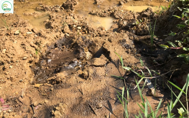 cach-rai-thuoc-tru-co