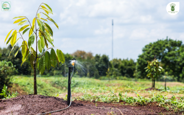 nguyen-nhan-vang-la-tren-sau-rieng