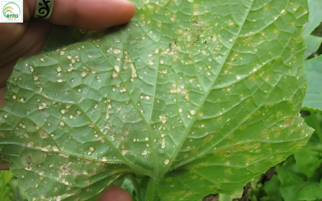 cach-tri-suong-mai-tren-dua-leo