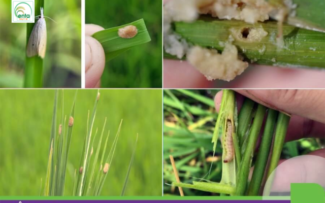 cac-giai-doan-cua-sau-duc-than-tren-lua