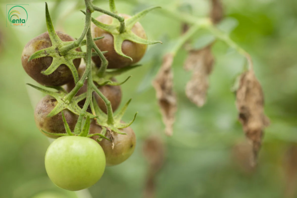 cach-tri-benh-heo-ru-1