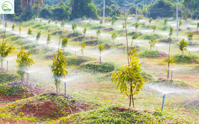 lich-bon-phan-cho-cay-sau-rieng