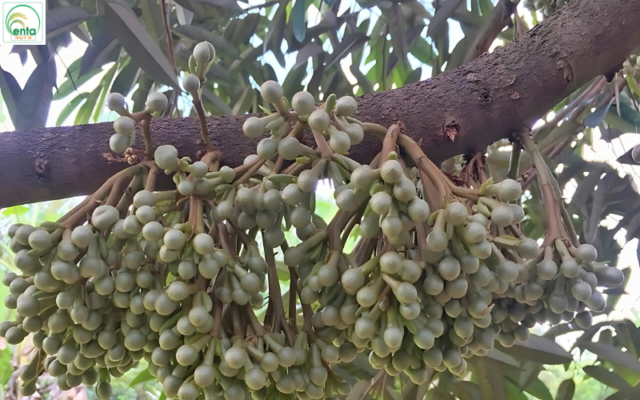 lich-bon-phan-cho-cay-sau-rieng