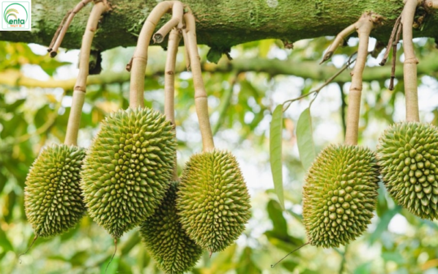 lich-bon-phan-cho-cay-sau-rieng