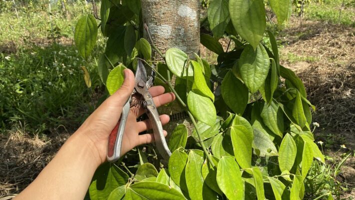 tr--nam-hong-cay-tieu