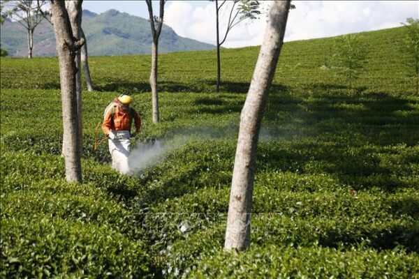 huong-dan-phun-thuoc-tri-benh