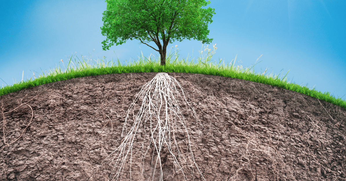 Bón phân gốc thế nào để giữ ẩm tốt