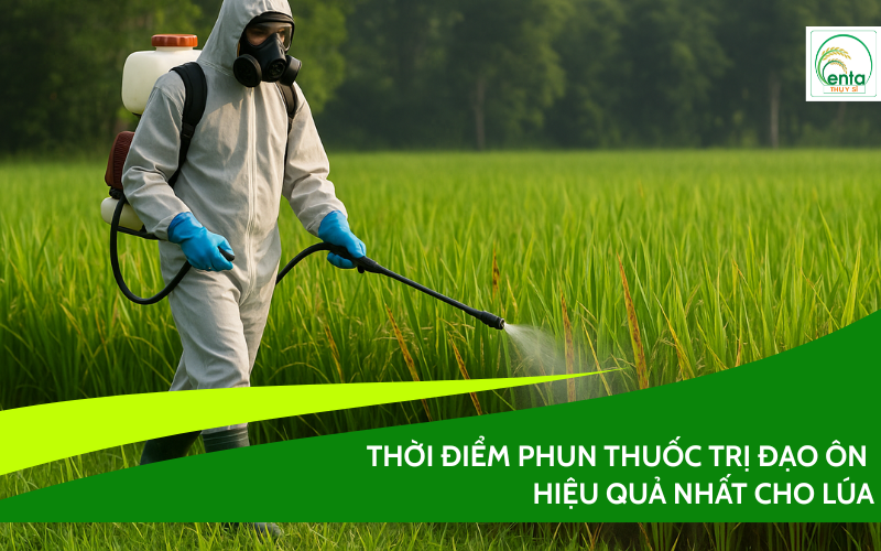 thoi-diem-phun-thuoc-tri-dao-on -hieu-qua