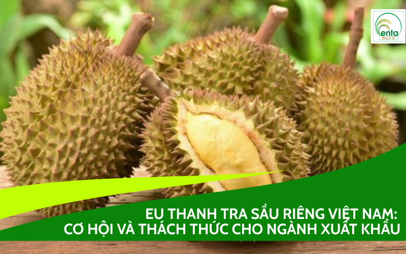 EU thanh tra sầu riêng Việt Nam