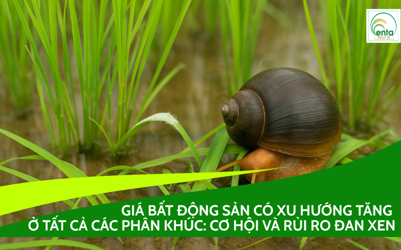 khi nào cần rải thuốc diệt ốc bươu vàng cho lúa