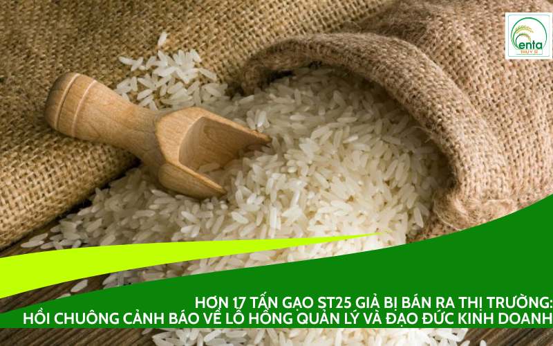 gạo ST25 giả