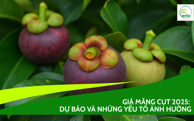 Giá Măng Cụt 2025