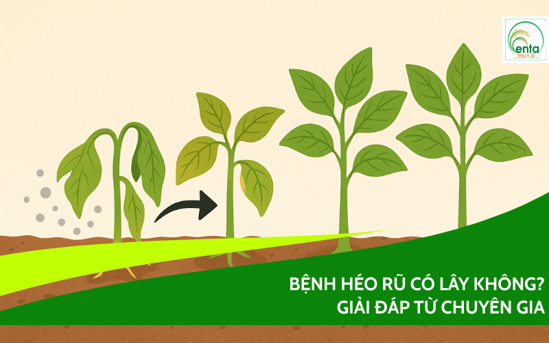 benh-heo-ru-co-lay-khong