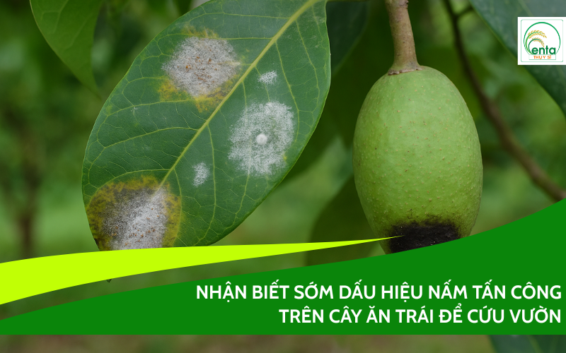 Dấu hiệu nấm tấn công trên cây ăn trái