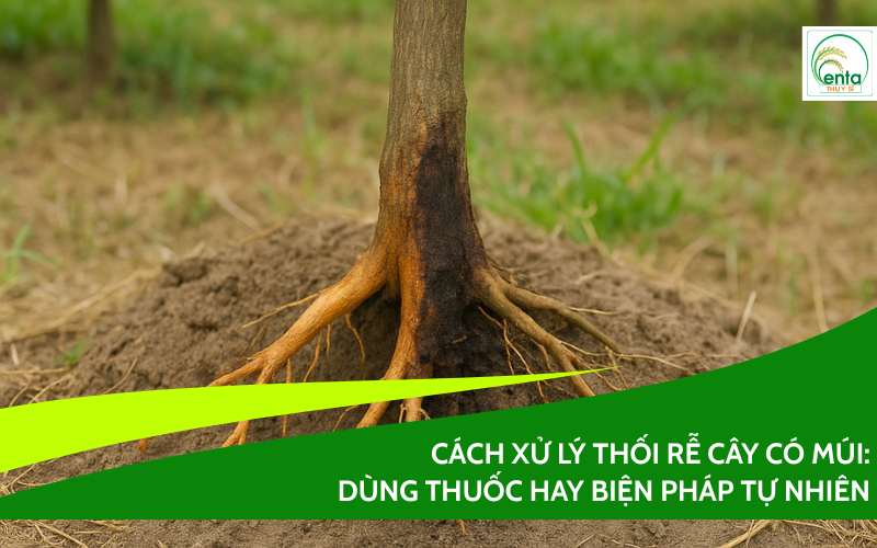 cach-xu-ly-thoi-re-cay-co-mui