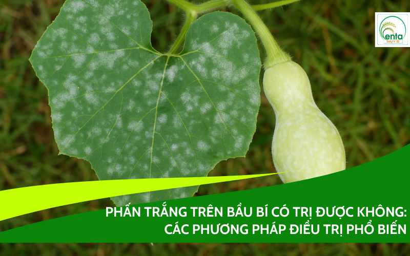 phan-trang-tren-bau-bi