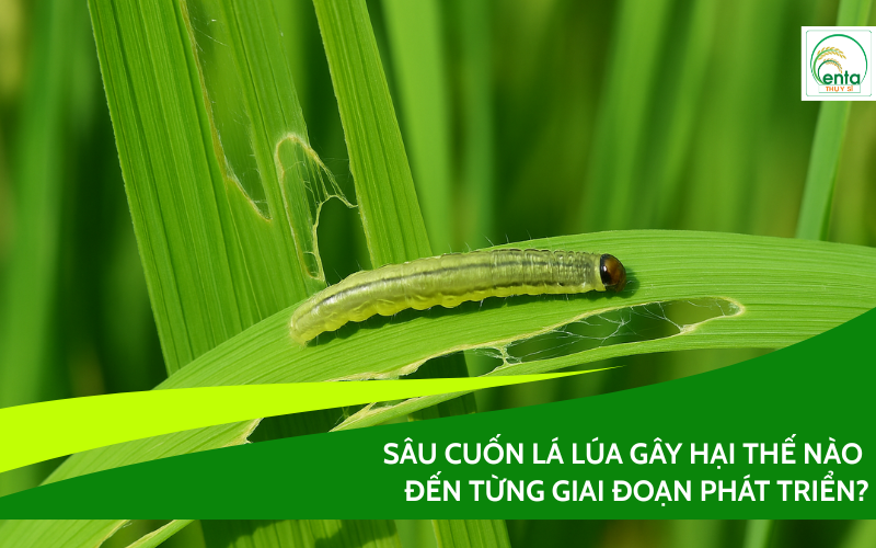 sau-cuon-la-lua-gay-hai-the-nao