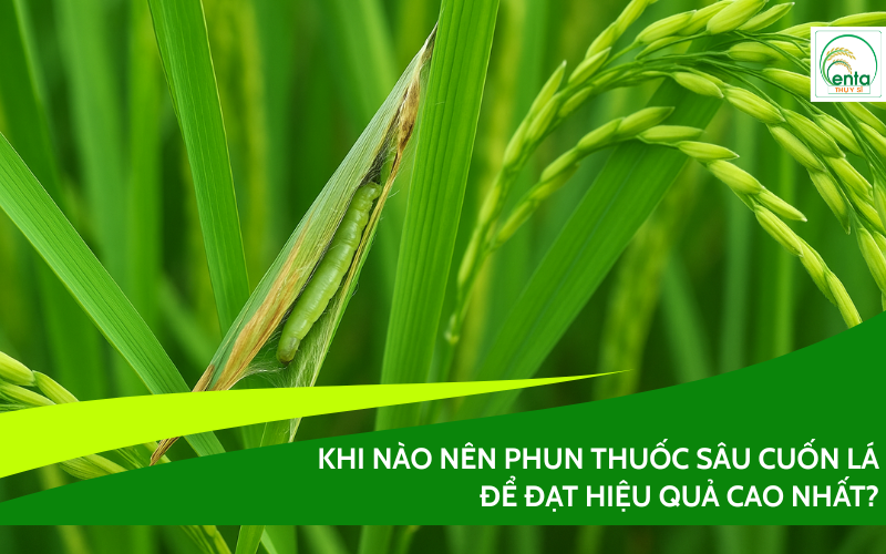 khi-nao-nen-phun-thuoc-sau-cuon-la