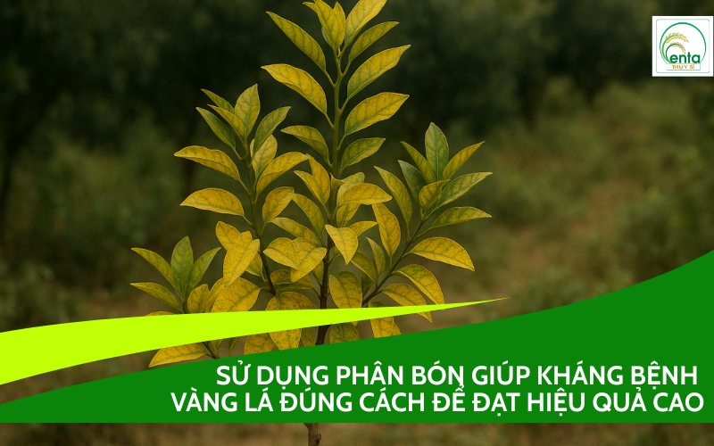 phan-bon-giup-khang-benh-vang-la