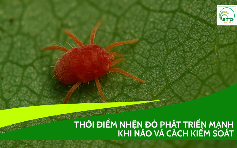 nhen-do-phat-trien-manh-nhat-khi-nao