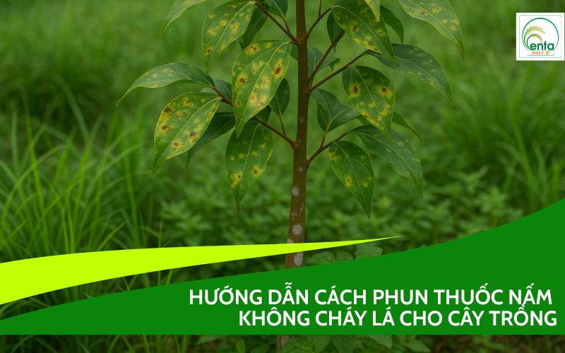 phun thuốc nấm không cháy lá cho cây trồng