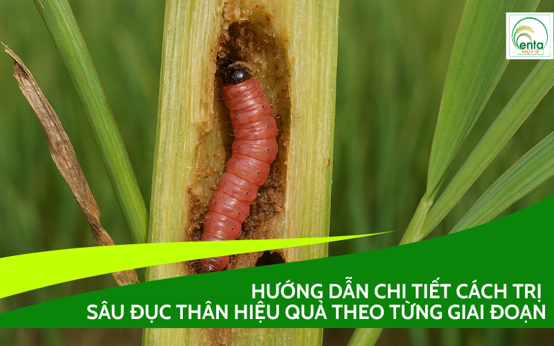 Cách trị sâu đục thân hiệu quả