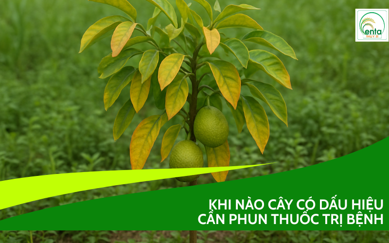 Dấu hiệu cây cần phun thuốc trị bệnh