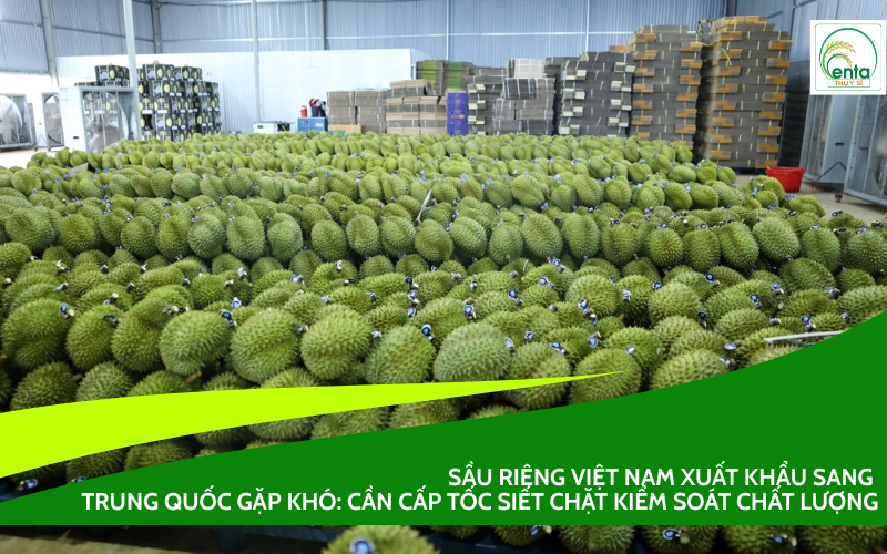 sầu riêng xuất khẩu