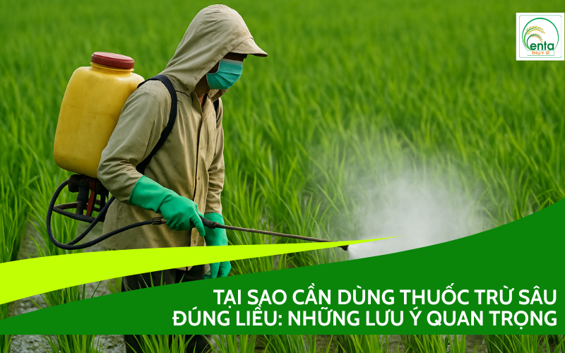 Dùng thuốc trừ sâu đúng liều