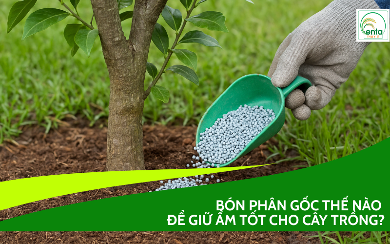 Bón phân gốc thế nào để giữ ẩm tốt