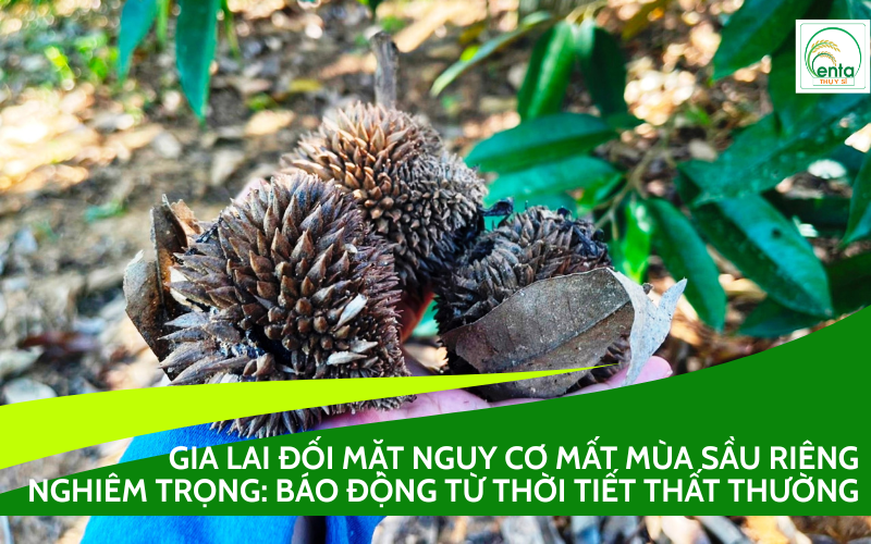 mất mùa sầu riêng