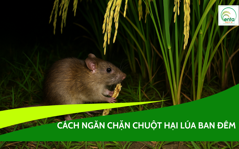 chuột hại lúa ban đêm