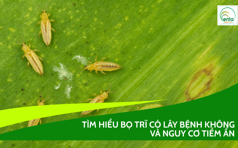bọ trĩ có lây bệnh không