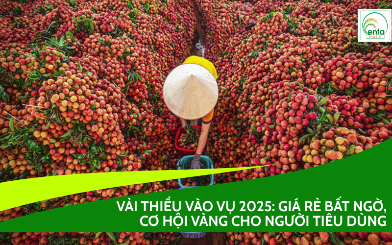 Vải Thiều Vào Vụ