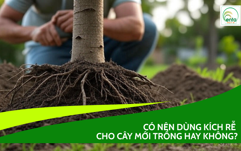 Có nên dùng kích rễ cho cây mới trồng