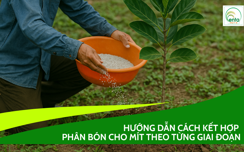 cách kết hợp phân bón cho mít theo từng giai đoạn