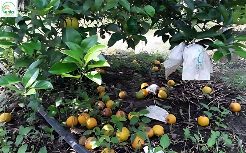 Dấu hiệu nấm tấn công trên cây ăn trái