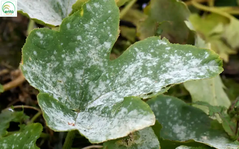 phan-trang-tren-bau-bi